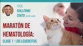 IDEXX | MARATÓN DE HEMATOLOGÍA | Clase 1 - Los LeucocitoS