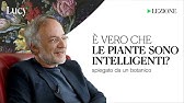 È vero che le piante sono intelligenti? La lezione di Stefano Mancuso | Lucy - Sulla cultura