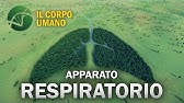 Apparato Respiratorio - Il Corpo Umano