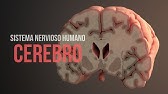 ¿Cómo funciona el cerebro? (Animación)