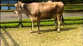 Bovine spongiform encephalopathy