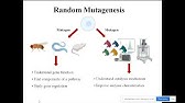 Random mutagenesis