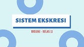 SISTEM EKSKRESI : BIOLOGI KELAS 11 SMA