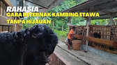 APA BISA TERNAK KAMBING ETAWA TANPA NGARIT & TANPA HIJAUAN⁉️