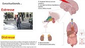 Curso: Capacitação em ética, cuidado e manejo de animais | 5.1 – Definição e reconhecimento de dor