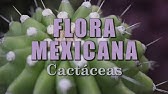 Cactáceas | La Flora de México