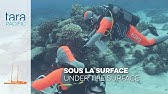 [Tara Pacific] Sous la surface // Under the surface