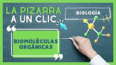 ¿Qué son las Biomoléculas Orgánicas? - CPECH TE AYUDA