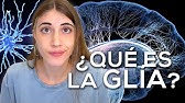 Las CÉLULAS SECRETAS del CEREBRO: ¿Qué es la GLÍA?