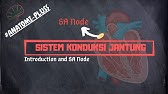 Sistem Konduksi Jantung | Intro & SA Node
