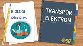 Pembahasan Materi Metabolisme (Transpor Elektron)