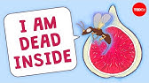 Are there really dead wasps in figs? - Carolyn Beans