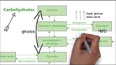 Proses Metabolisme Karbohidrat, Protein, dan LIPID