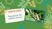 [Reprodução dos anfíbios anuros]