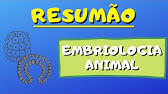 RESUMÃO | EMBRIOLOGIA ANIMAL