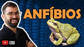 Anfíbios - Aula 29 - Módulo VI: Zoologia | Prof. Gui