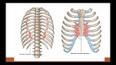 Unidad 4 Sistema Cardiovascular