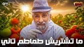 كن محترفا في زراعة الطماطم ( من غرس البذرة للحصاد )