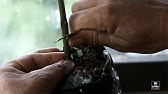 Cocoa Cultivation | How chocolate is made