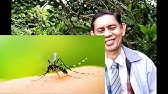 Biological Control 1a. DEFINITION