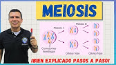 MEIOSIS. EL CICLO CELULAR. BIEN EXPLICADO