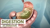 How the Digestive System Works | 3D Animation