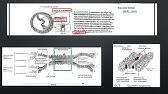 TP C3 Chromati Mitose Méiose 2022 V6 III 1 b Méiose  Sous étapes de la Prophase I