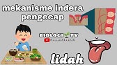 mekanisme indera pengecap (lidah) - biologi sma kelas 11 bab sistem indera