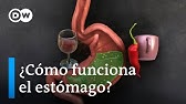 Cómo funciona el estómago | DW En forma