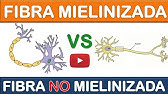 FIBRA MIELINIZADA VS NO MIELINIZADA. (DIFERENCIAS) ¡FÁCIL, RAPIDO Y SENCILLO! #7