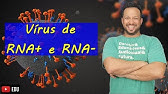 Vírus de Cadeia Positiva e Negativa (RNA+ e RNA-) - Biologia com o Tubarão