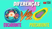 CÉLULAS EUCARIONTES E PROCARIONTES - DIFERENÇAS | ANIMAÇÃO