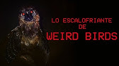 Lo escalofriante de los "WEIRD BIRDS"