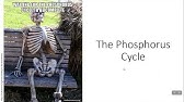 1.6 The Phosphorus Cycle