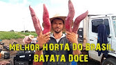 O local onde produz a MELHOR Batata Doce do Brasil - Sítio Pau D'arco I, São Benedito/CE