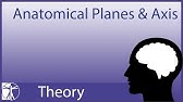 Anatomy: Planes & Axes (NEW VERSION IN DESCRIPTION)