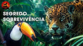 SEGREDOS DA AMAZÔNIA | O Mistério Por Trás dos Sons Mágicos | Documentários animais