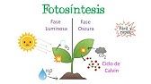 🌿Fotosíntesis | Fase Luminosa y Oscura | Ciclo de Calvin🌞 [Fácil y Rápido] | BIOLOGÍA |