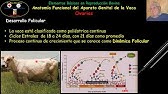 Anatomía Funcional del Aparato Genital de la Vaca Parte 1: Ovarios: Estructura  y Función