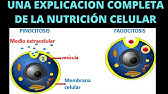 la nutricion celular  nutrición celular