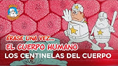 Erase Una Vez... El Cuerpo Humano - Los centinelas del cuerpo