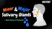 Salivary Glands & Saliva (Parotid, Submandibular, Sublingual) | Anatomy