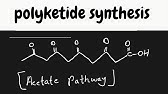 synthesis of polyketides/ acetate pathway biochemistry
