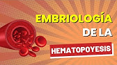 Embriología del sistema hematopoyético FÁCILMENTE