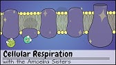 Cellular Respiration (UPDATED)