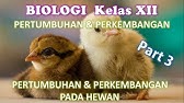 BAB 1 : Pertumbuhan Perkembangan pada Hewan Kelas XII IPA SMA (Part 3)