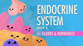 Endocrine System, Part 1 - Glands & Hormones: Crash Course Anatomy & Physiology #23