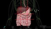 PROYECCIÓN VISCERAL de los 9 cuadrantes de la pared abdominal