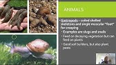 Soil Organisms
