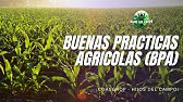 BUENAS PRACTICAS AGRICOLAS (BPA)